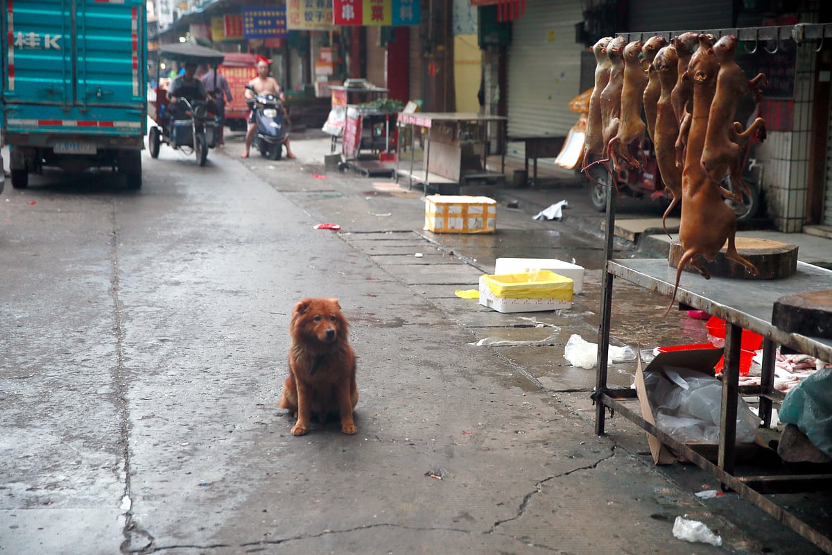 China’s Paradox Love for Dogs as Pets or Food?